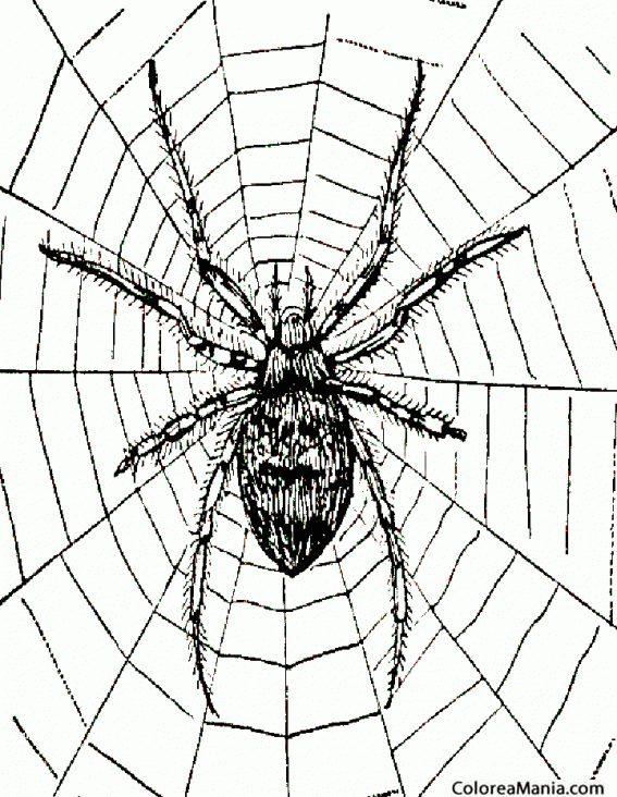 Colorear Araa. Spider