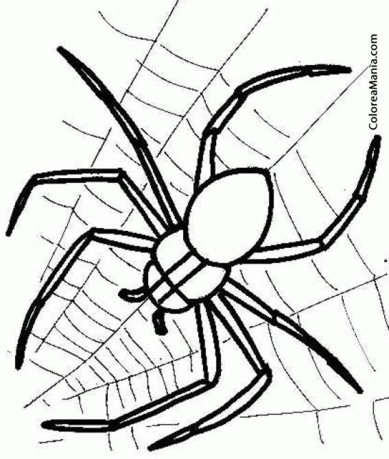 Colorear Araa. Spider. Aranya 3