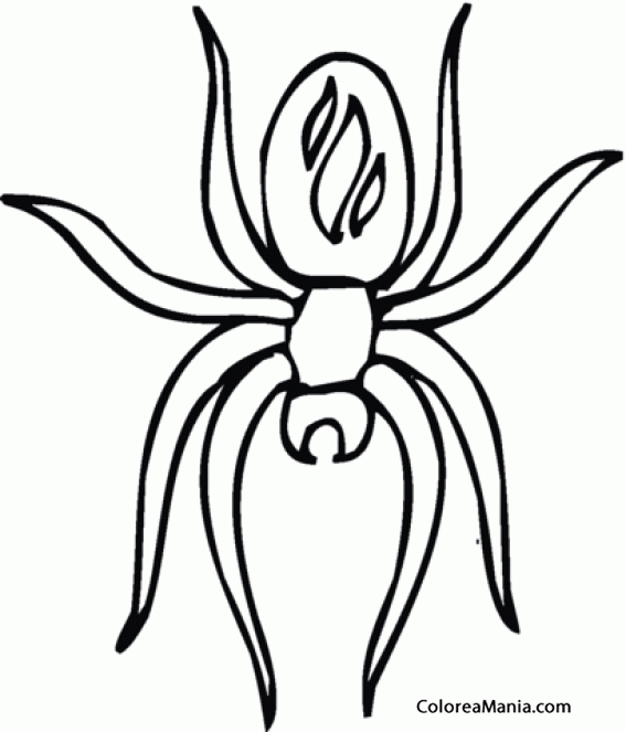 Colorear Araa. Spider. Aranya 5