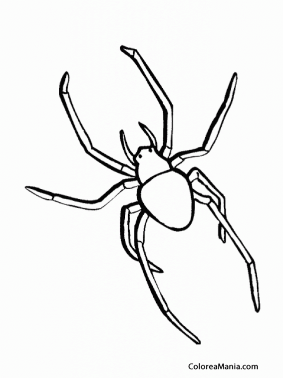 Colorear Araa. Spider. Aranya 6