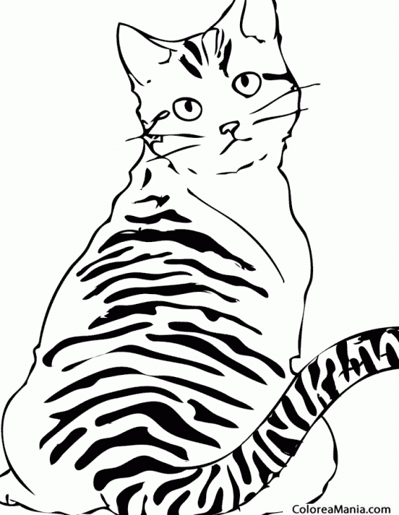 aguja de primera categoría Artefacto Colorear Gato atigrado (Animales Domésticos), dibujo para colorear gratis