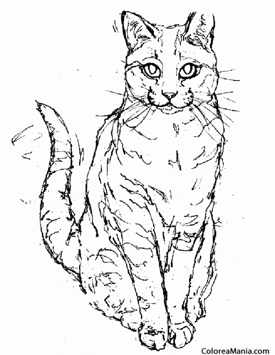 Colorear Gato de frente (Animales Domésticos), dibujo para colorear gratis Colorear Gato de frente (Animales Domésticos), dibujo para colorear gratis