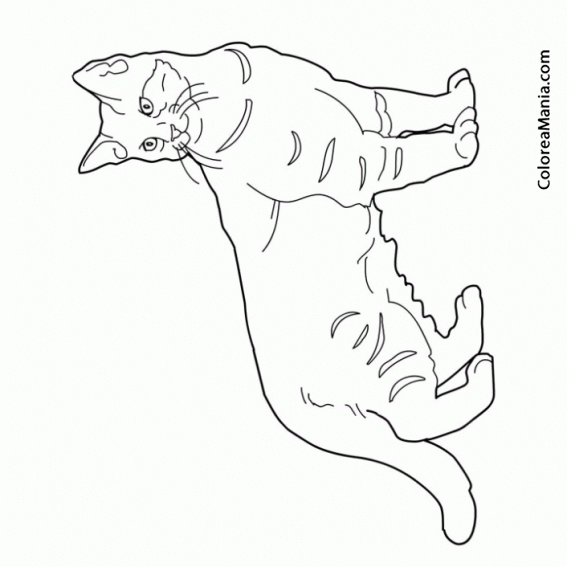 Colorear Gato de Angora Turco