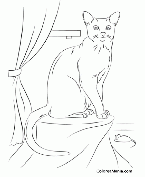 Colorear Gato azul ruso
