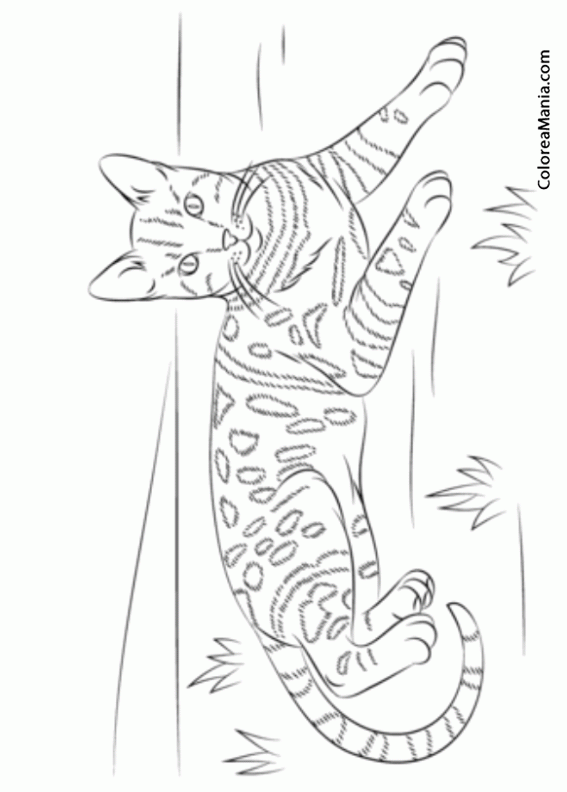 Colorear Gato Bengala Atigrado