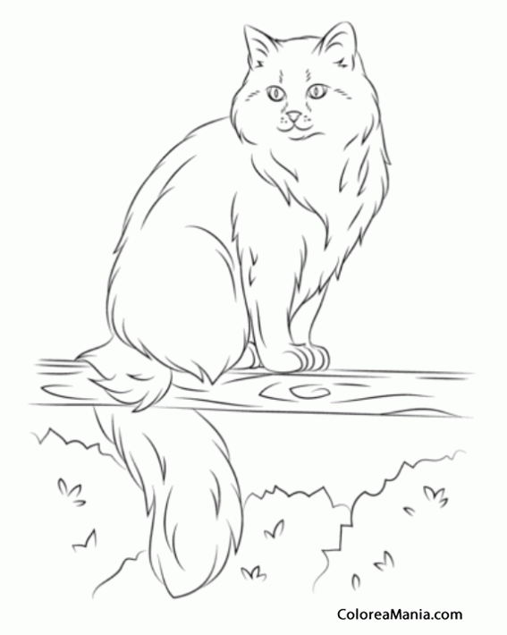 Colorear Gato Siberiano sentado en una rama
