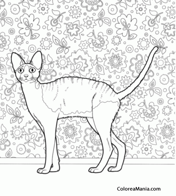 Colorear Gato Cornish Rex