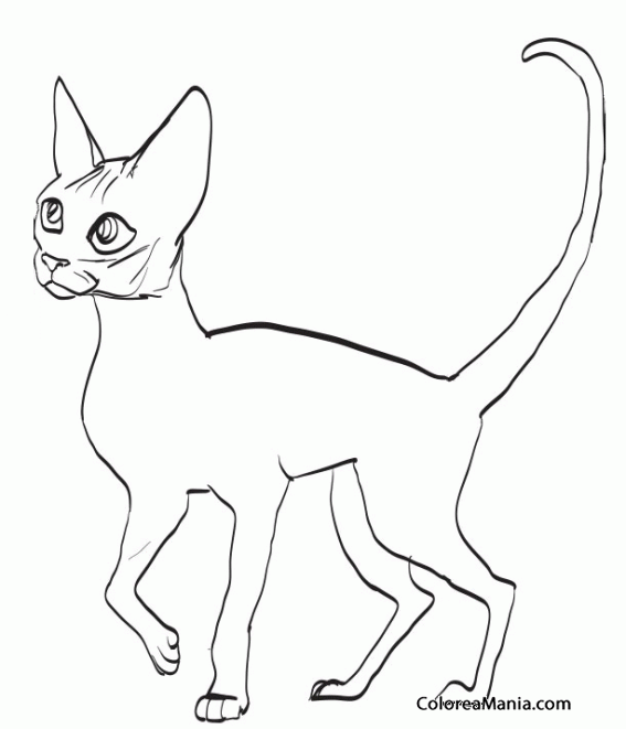 Colorear Gato Devon Rex
