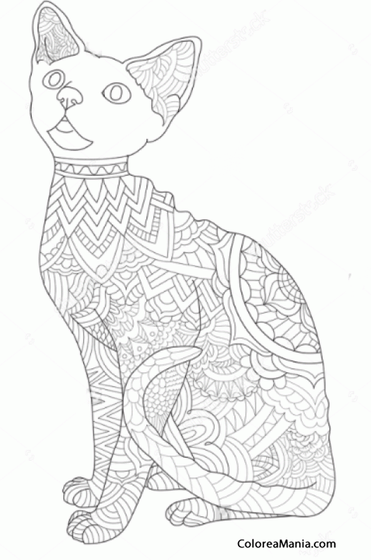 Colorear Gato Devon Rex arts