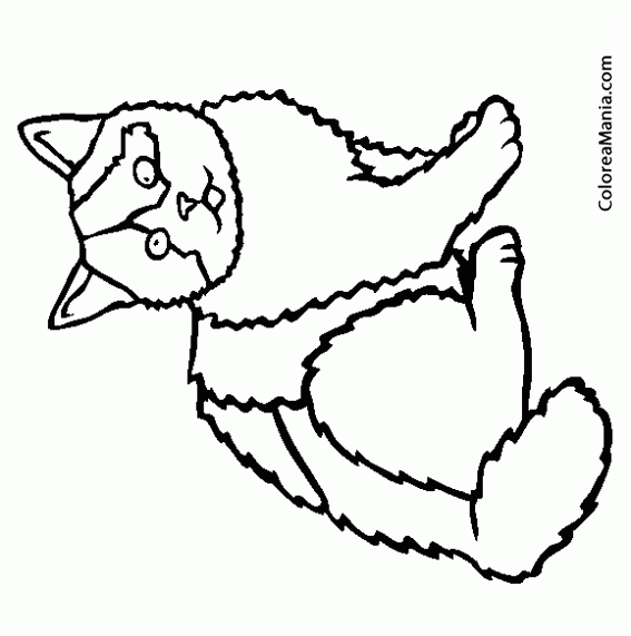 Colorear Gato pelicorto ingls o British Shorthair