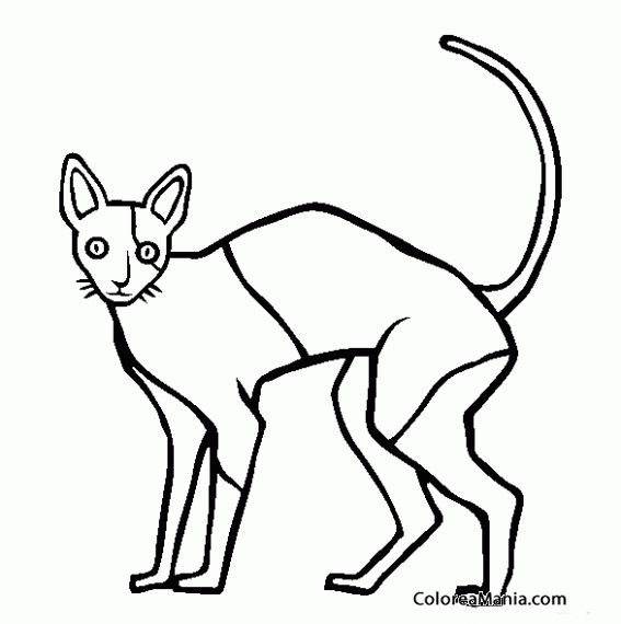 Colorear Gato Cornish Rex 2