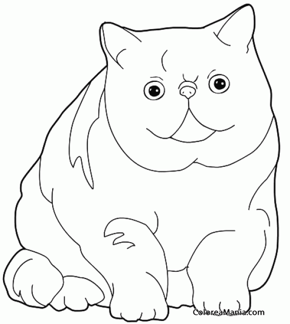 Colorear Gato extico gordito