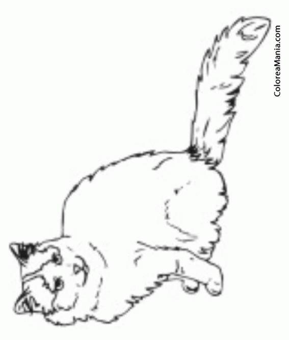 Colorear Gato van Turco. Turkish Van Breed 2