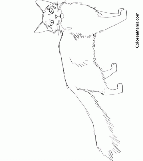 Colorear Gato van Turco. Turkish Van Breed 3