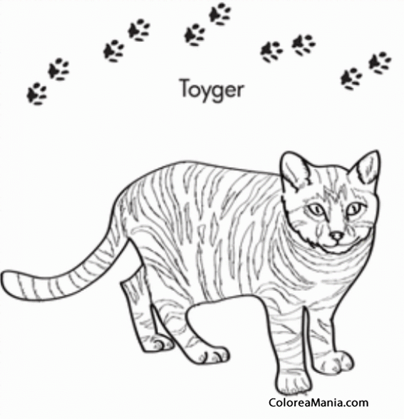 Colorear Gato Toyger 2