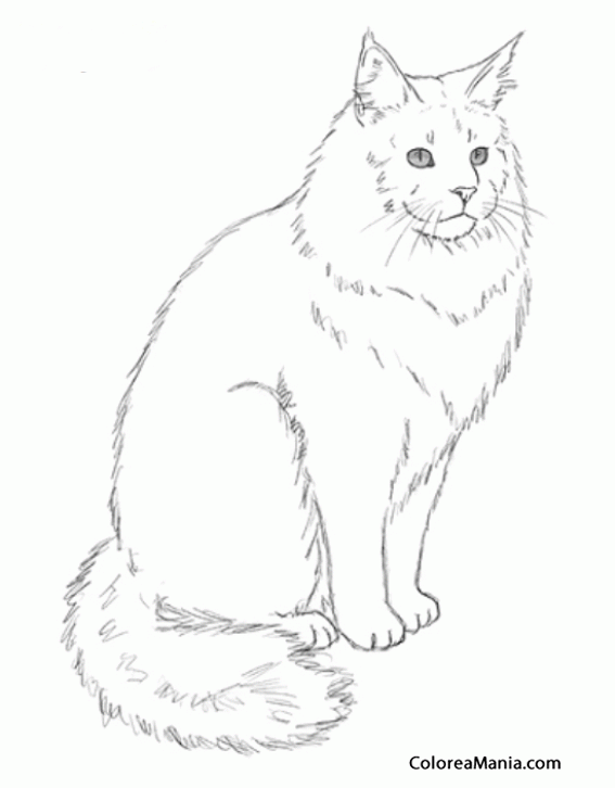 Colorear Gato Maine Coon sentado