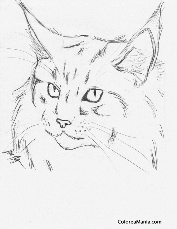 Colorear Cabeza de gato Maine coon