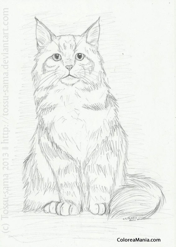 Colorear Gato Maine Coon joven