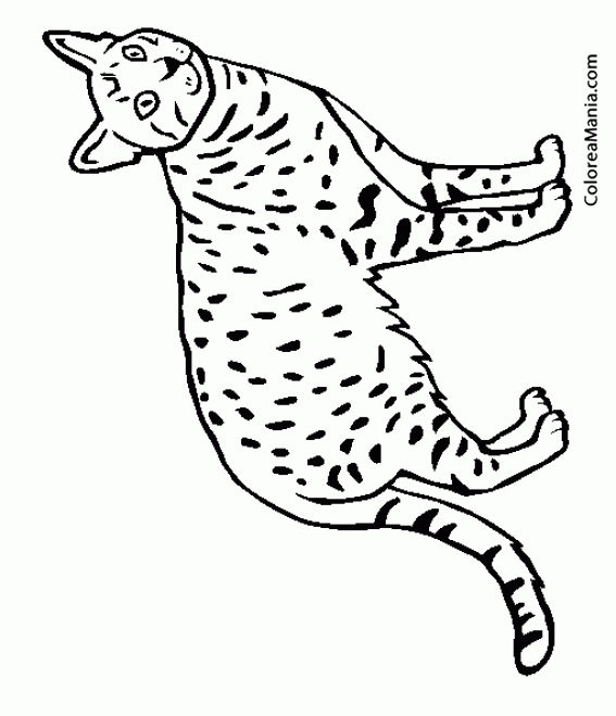 Colorear Gato Ocicat
