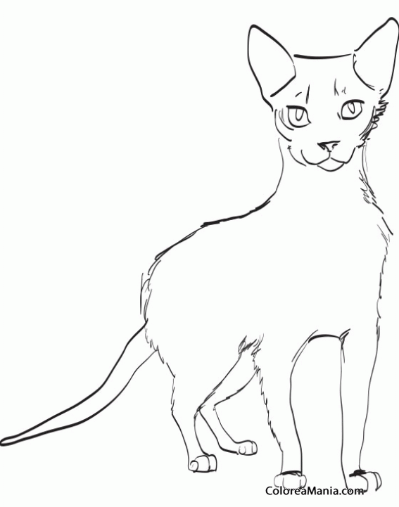 Colorear Gato Ocicat de frente (Animales Domésticos), dibujo para colorear  gratis