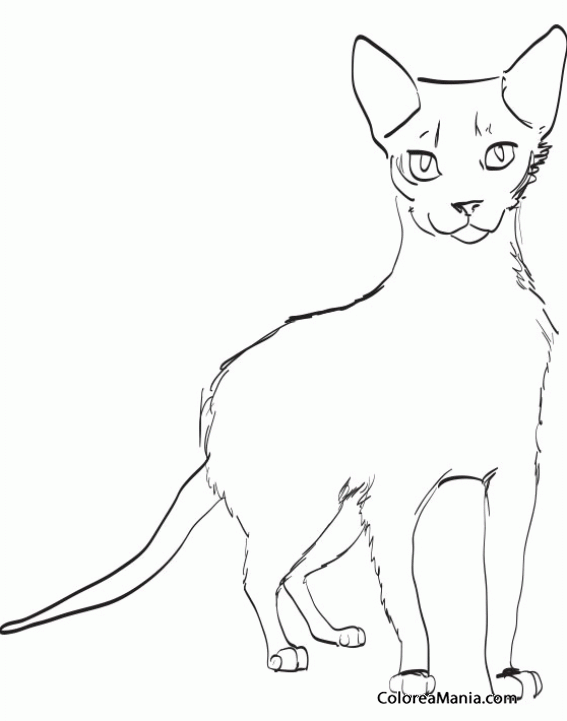 Colorear Gato Ocicat de frente (Animales Domésticos), dibujo para colorear gratis Colorear Gato Ocicat de frente (Animales Domésticos), dibujo para colorear gratis