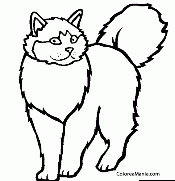 Colorear Gato Ragdoll