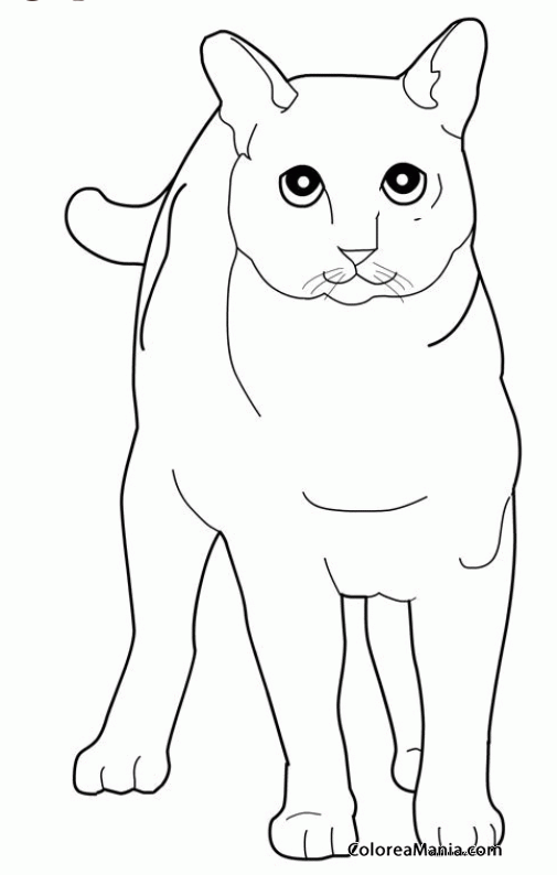 Colorear Gato Tonkinés de frente (Animales Domésticos), dibujo para colorear gratis Colorear Gato Tonkinés de frente (Animales Domésticos), dibujo para colorear gratis