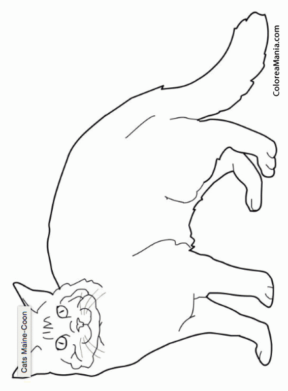 Colorear Gato Maine Coon   4