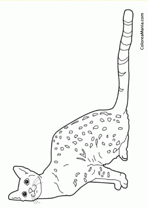 Colorear Gato Egyptian-Mau