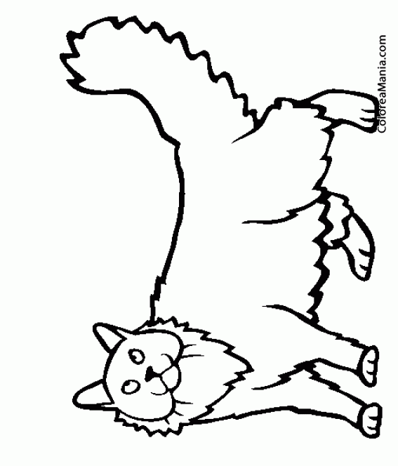 Colorear Gato Siberiano de pie