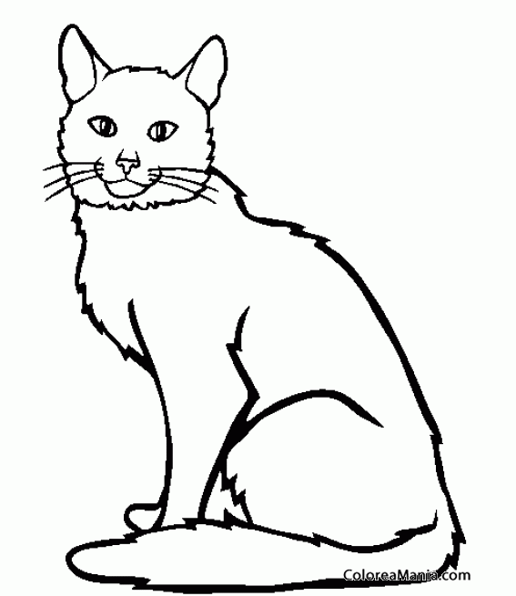 Colorear Gato Somal sentado