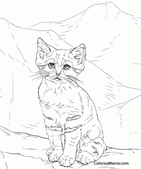 Colorear Gato del Desierto. Sand Cat 2