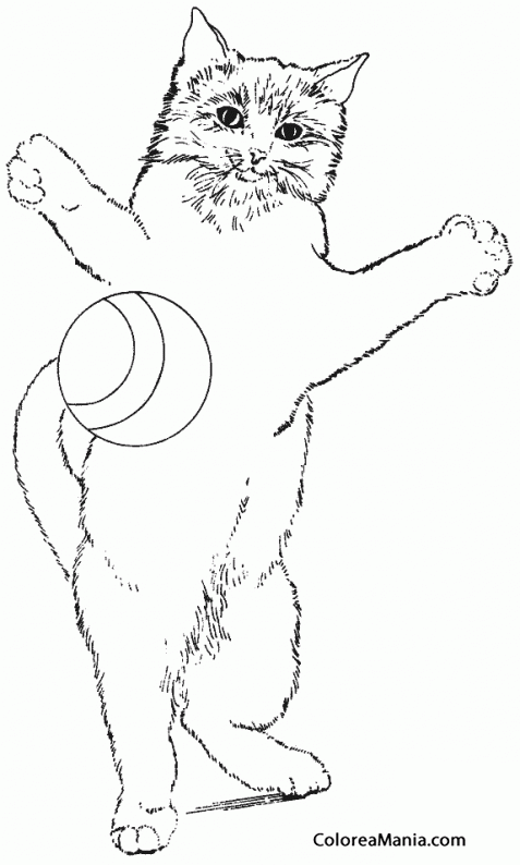 Colorear Gato lanzando una pelota