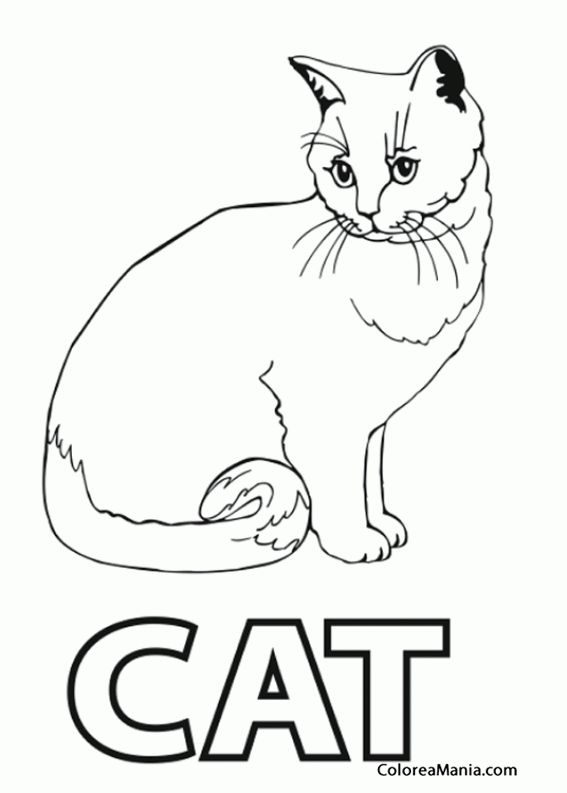 Colorear Gato. Is Cat in English