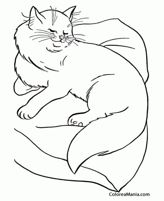 Colorear Gato persa tumbado sobre mullido cojn
