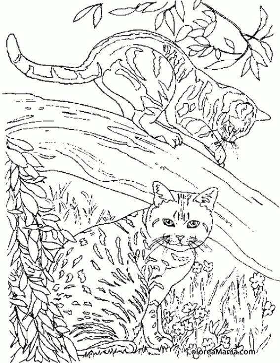 Colorear Dos Gatos en el bosque