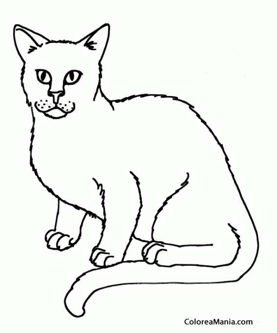 Colorear Gato. Cat. Chat. Gat 11