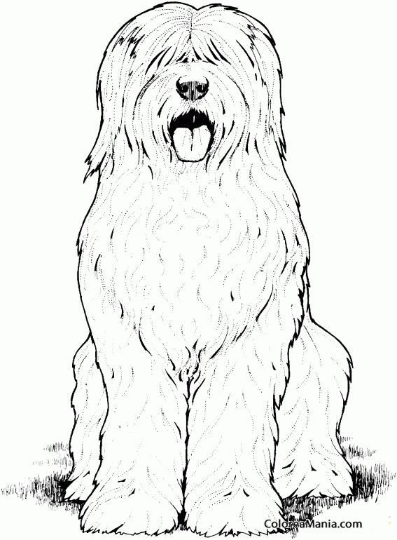 Colorear Perro Bobtail. Dibujo a lápiz (Animales Domésticos), dibujo para  colorear gratis