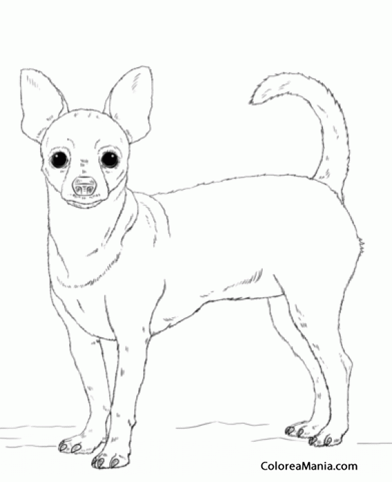 Colorear Perro Chihuahua