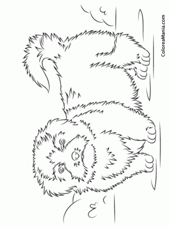 Maltese Colorear Tzu Shih Kolorowanki Hund Maltezer Malteser Ausmalen 