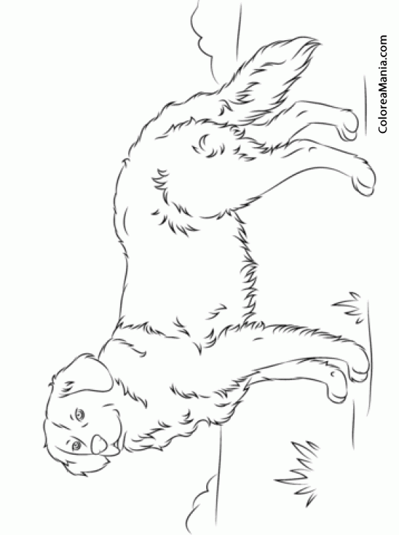 Colorear Perro Golden Retriever en el campo (Animales Domésticos), dibujo  para colorear gratis