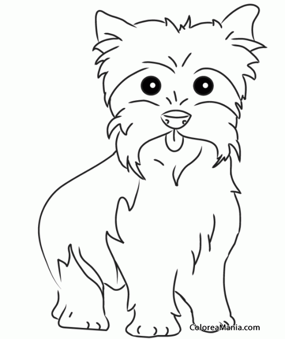 Colorear Perro Yorkshire Terrier o Yorkie  4