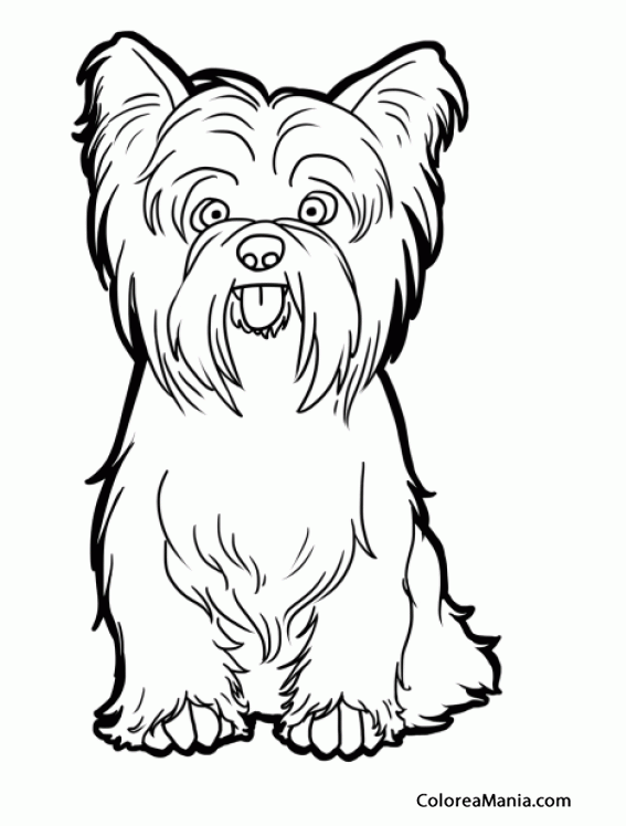 Colorear Perro Yorkshire Terrier o Yorkie sentado