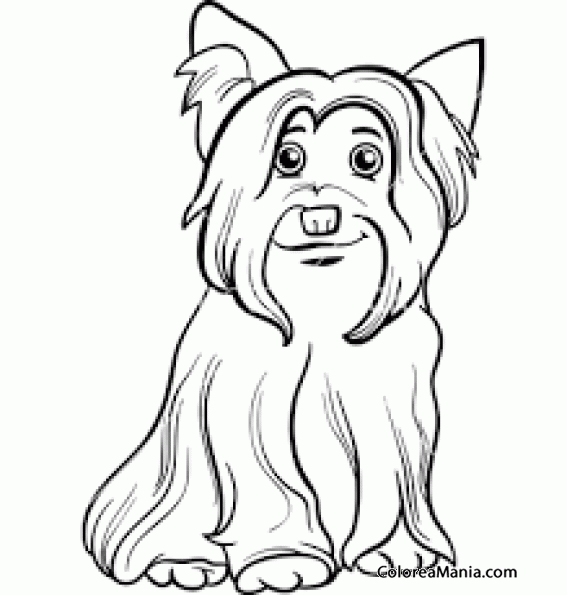 yorkshire coloring pages - photo #13