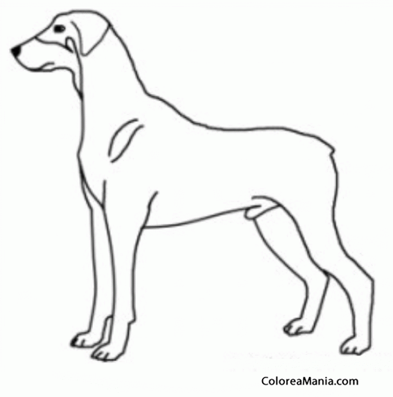 Colorear Silueta Perro Doberman Pinscher (Animales Domésticos), dibujo para  colorear gratis