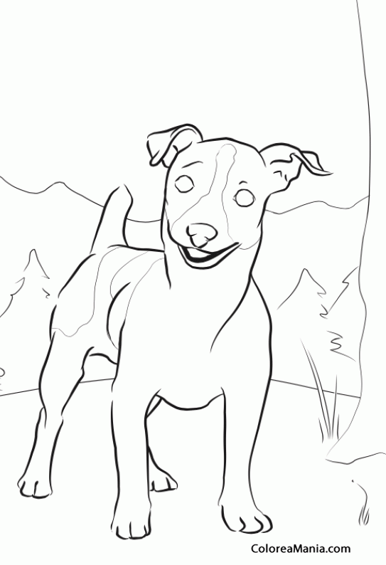 Colorear Perro Jack Russell Terrier 2 (Animales Domésticos), dibujo para colorear gratis Colorear Perro Jack Russell Terrier 2 (Animales Domésticos), dibujo para colorear gratis