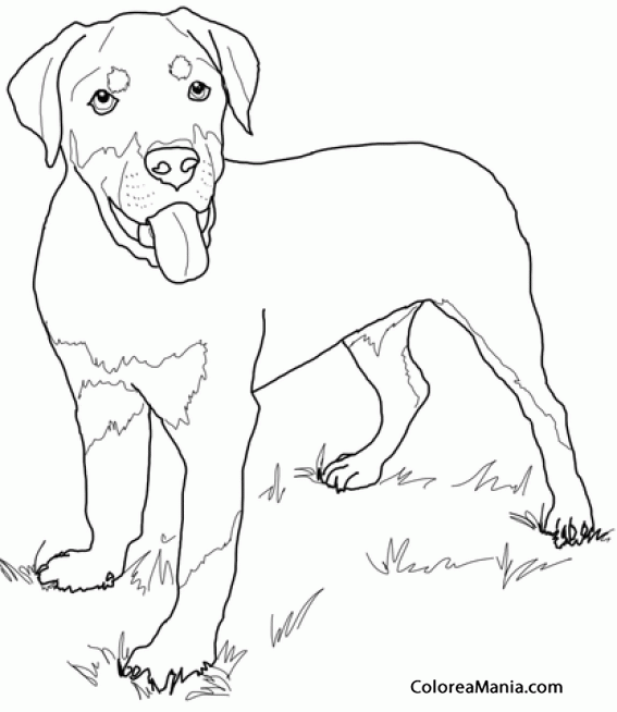 Colorear Cachorro Perro Rottweiler (Animales Domésticos), dibujo para  colorear gratis