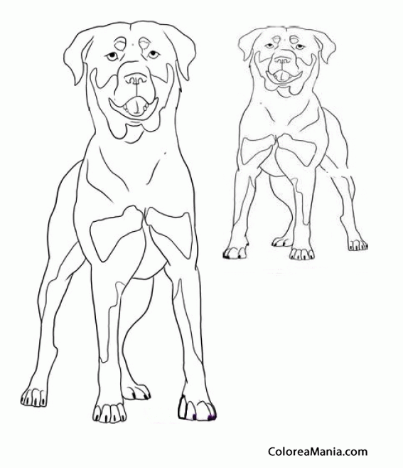 Colorear 2 Perros Rottweiler (Animales Domésticos), dibujo para colorear  gratis