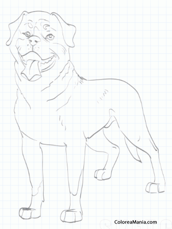 Colorear Perro Rottweiler sentado 2 (Animales Domésticos), dibujo para  colorear gratis