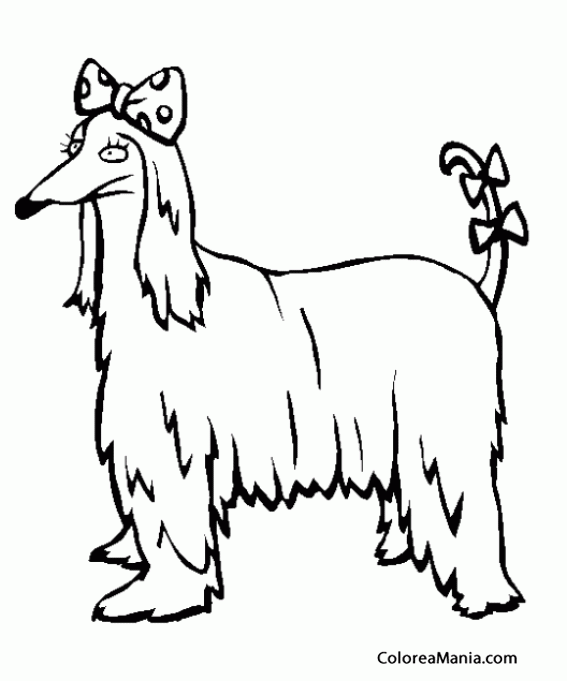 Афганская борзая рисунки карандашом